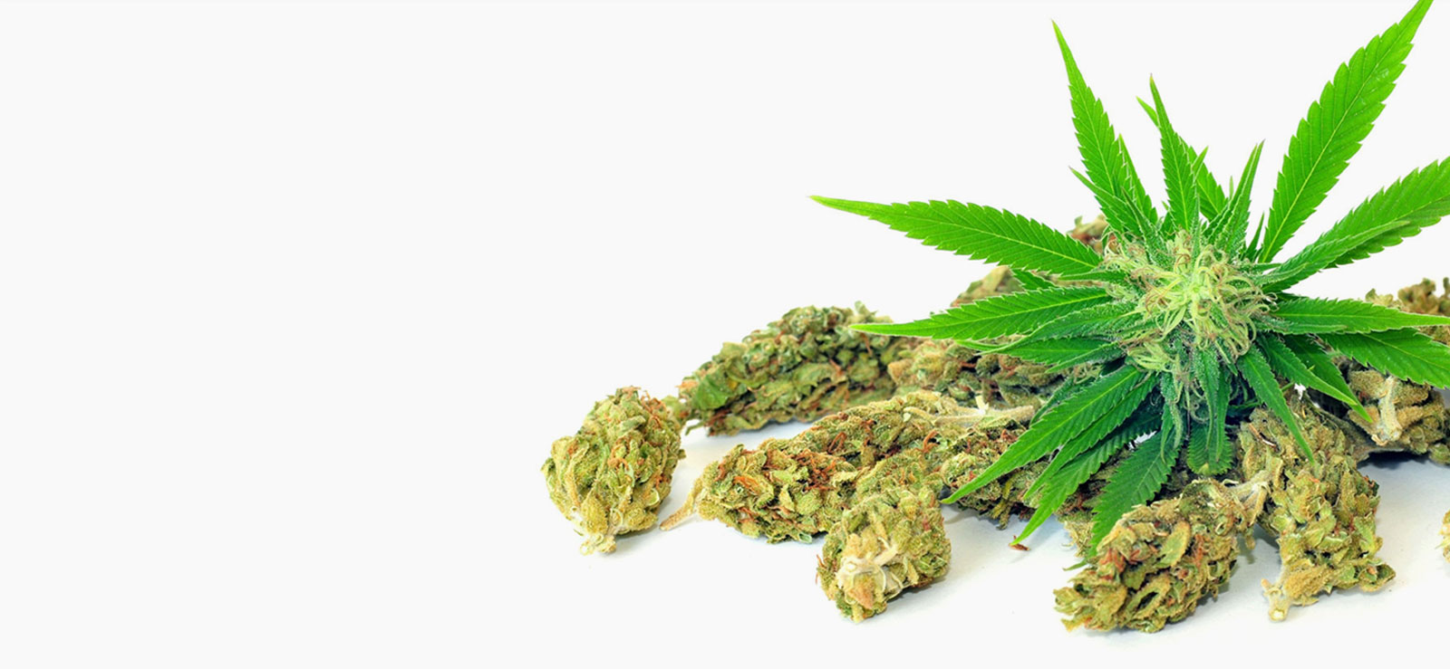 Home Weed Delivery in DC Weed in DC Best Weed in DC